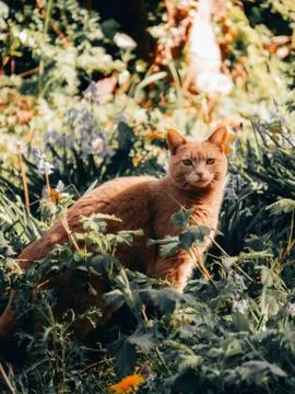 Animal selective focus, selective focus on subject, background blur Stock Photos