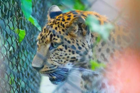 Animal selective focus, selective focus on subject, background blur Stock Photos