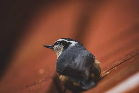 Animal selective focus, selective focus on subject, background blur Stock Photos