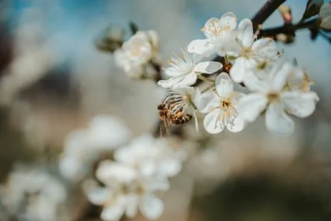 Animal selective focus, selective focus on subject, background blur Stock Photos