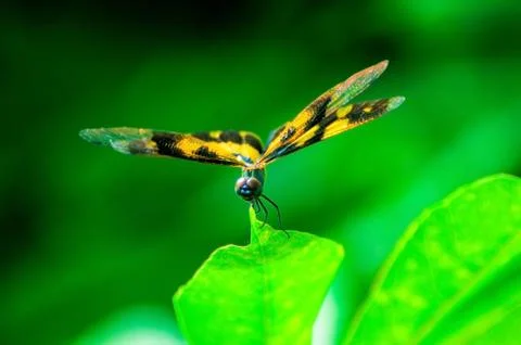 Animal selective focus, selective focus on subject, background blur Stock Photos