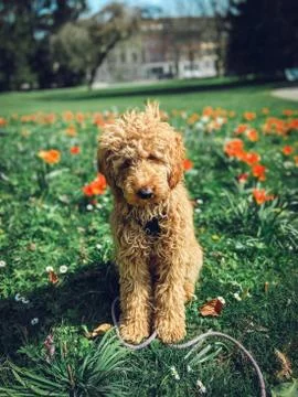 Animal selective focus, selective focus on subject, background blur Stock Photos