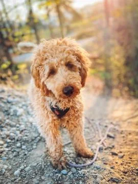 Animal selective focus, selective focus on subject, background blur Stock Photos
