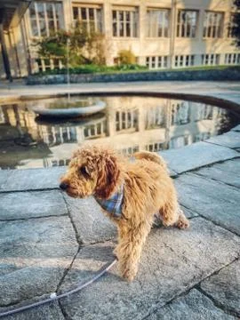 Animal selective focus, selective focus on subject, background blur Foto stock