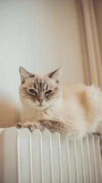 Animal selective focus, selective focus on subject, background blur Stock Photos