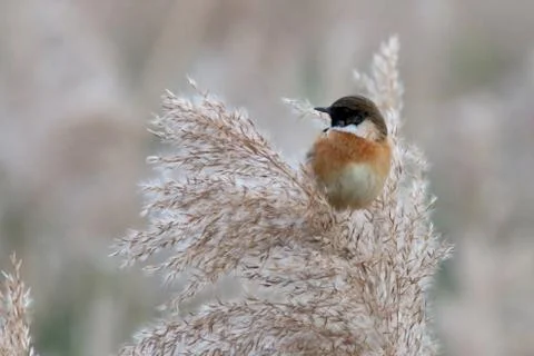 Animal selective focus, selective focus on subject, background blur Stock Photos