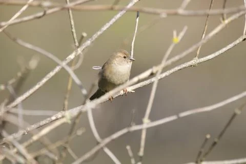 Animal selective focus, selective focus on subject, background blur Stock Photos