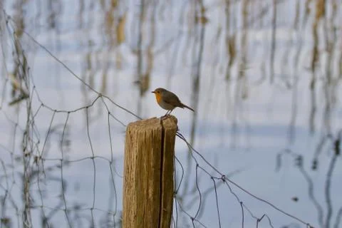 Animal selective focus, selective focus on subject, background blur Stock Photos