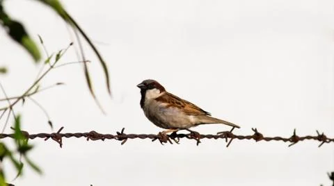Animal selective focus, selective focus on subject, background blur Stock Photos