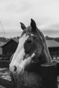 Animal selective focus, selective focus on subject, background blur Foto stock