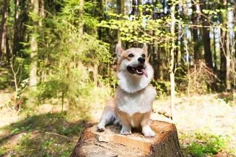 Animal selective focus, selective focus on subject, background blur Stock Photos