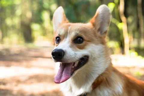 Animal selective focus, selective focus on subject, background blur Stock Photos