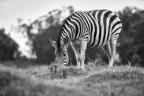 Animal selective focus, selective focus on subject, background blur Stock Photos