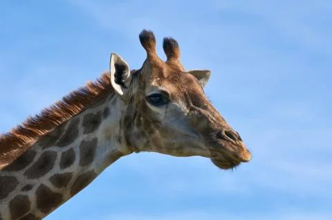 Animal selective focus, selective focus on subject, background blur Stock Photos