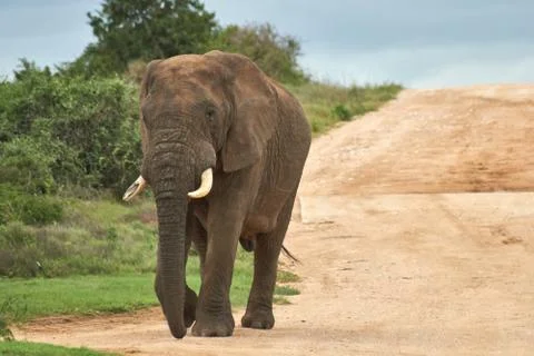 Animal selective focus, selective focus on subject, background blur Stock Photos