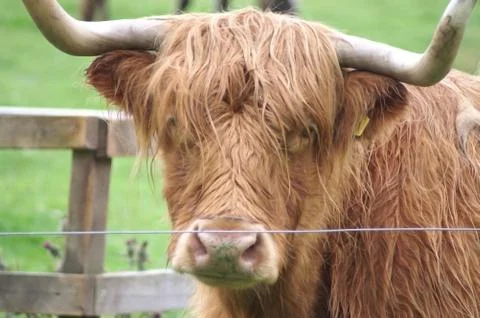 Animal selective focus, selective focus on subject, background blur Stock Photos