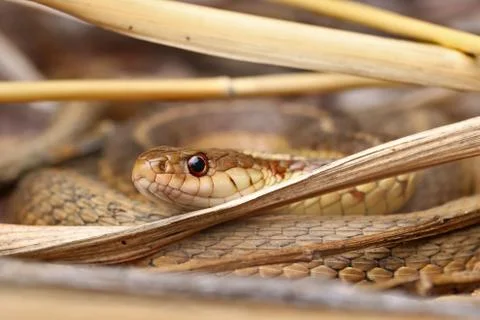Animal selective focus, selective focus on subject, background blur Stock Photos