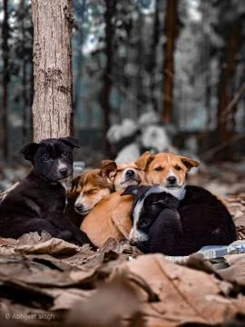 Animal selective focus, selective focus on subject, background blur Stock Photos