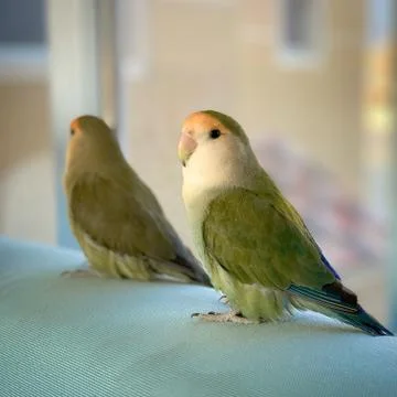 Animal selective focus, selective focus on subject, background blur Stock Photos
