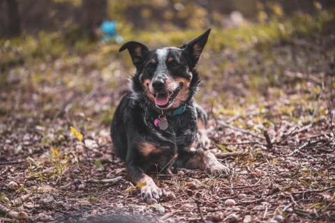 Animal selective focus, selective focus on subject, background blur Foto stock