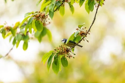 Animal selective focus, selective focus on subject, background blur Stock Photos