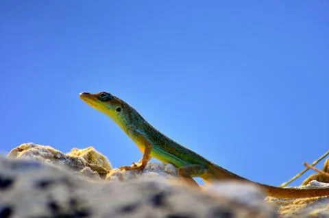 Animal selective focus, selective focus on subject, background blur Stock Photos