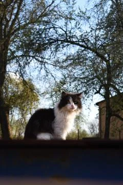 Animal selective focus, selective focus on subject, background blur Stock Photos