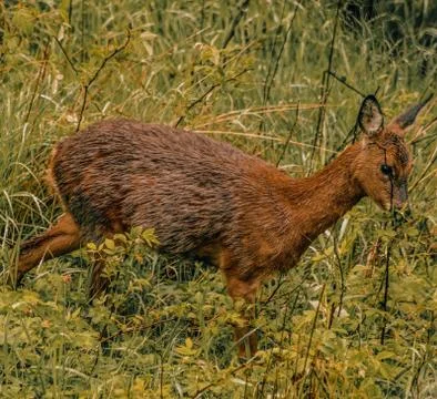 Animal selective focus, selective focus on subject, background blur,during ti Stock Photos