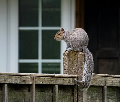 Animal selective focus, selective focus on subject, background blur,during ti Foto stock