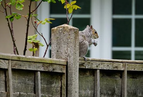 Animal selective focus, selective focus on subject, background blur,during ti Stock Photos