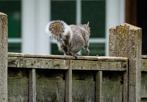 Animal selective focus, selective focus on subject, background blur,during ti Stock Photos