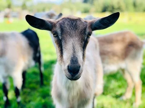 Animal selective focus, selective focus on subject, background blur,during ti Foto stock