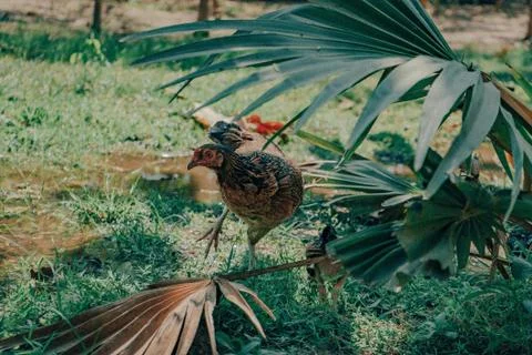 Animal selective focus, selective focus on subject, background blur,during ti Foto stock