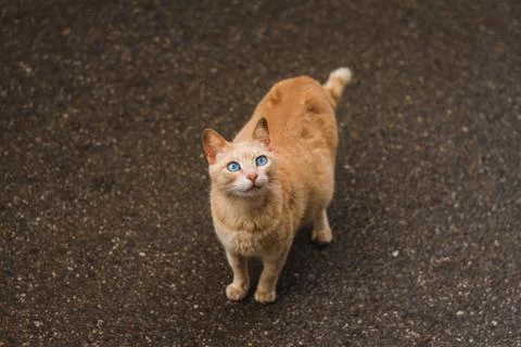 Animal selective focus, selective focus on subject, background blur,during ti Stock Photos
