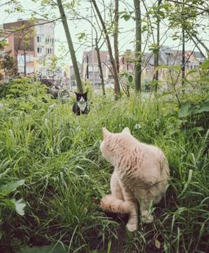 Animal selective focus, selective focus on subject, background blur,during ti Stock Photos