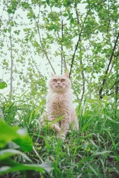 Animal selective focus, selective focus on subject, background blur,during ti Stock Photos