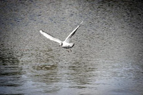 Animal selective focus, selective focus on subject, background blur,during ti Stock Photos