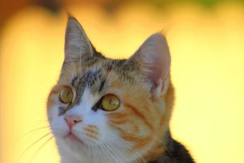 Animal selective focus, selective focus on subject, background blur,during ti Foto stock
