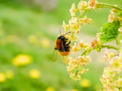 Animal selective focus, selective focus on subject, background blur,during ti Stock Photos