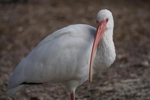 Animal selective focus, selective focus on subject, background blur,during ti Stock Photos
