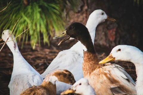 Animal selective focus, selective focus on subject, background blur Stock Photos