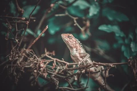Animal selective focus, selective focus on subject, background blur,during ti Stock Photos