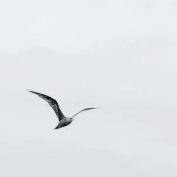 Animal selective focus, selective focus on subject, background blur,during ti Stock Photos