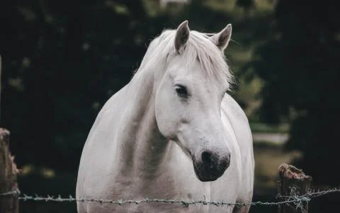 Animal selective focus, selective focus on subject, background blur,during ti Stock Photos
