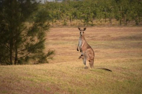 Animal selective focus, selective focus on subject, background blur,during ti Stock Photos