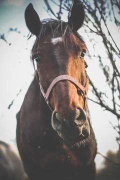 Animal selective focus, selective focus on subject, background blur,during ti Stock Photos