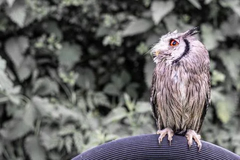 Animal selective focus, selective focus on subject, background blur,during ti Foto stock
