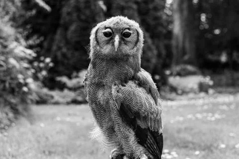 Animal selective focus, selective focus on subject, background blur,during ti Stock Photos