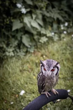 Animal selective focus, selective focus on subject, background blur,during ti Stock Photos