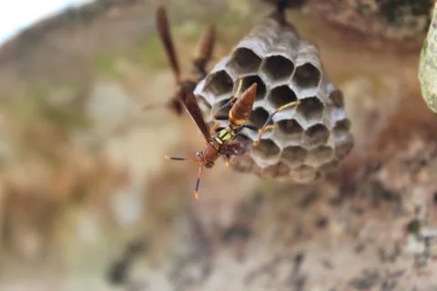 Animal selective focus, selective focus on subject, background blur,during ti Stock Photos